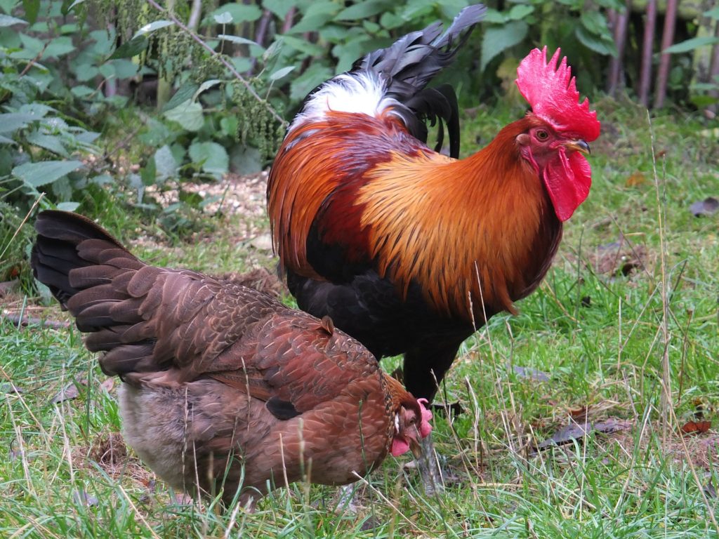 cock and hen