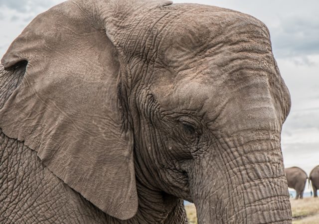 elephant - improve your memory