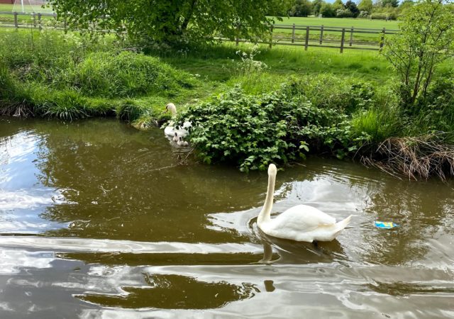 Swans on the Worcester Canal